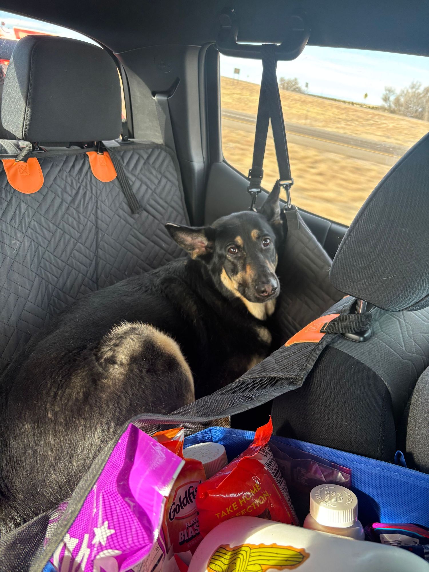 A black and tan German Shepherd dog sitting in the back seat of a car with a seat cover and snacks nearby.