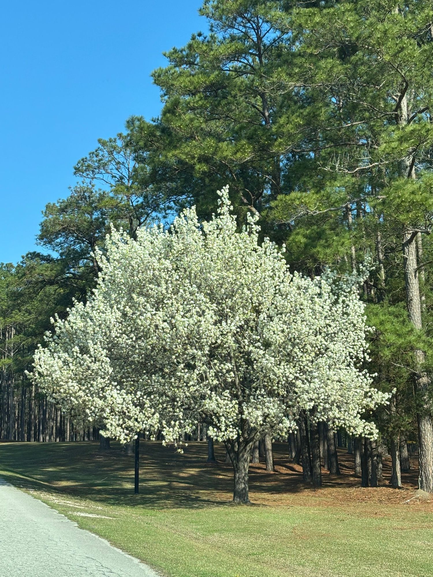 A blooming white flowering tree stands against tall pine trees under a clear blue sky in a landscaped park setting.