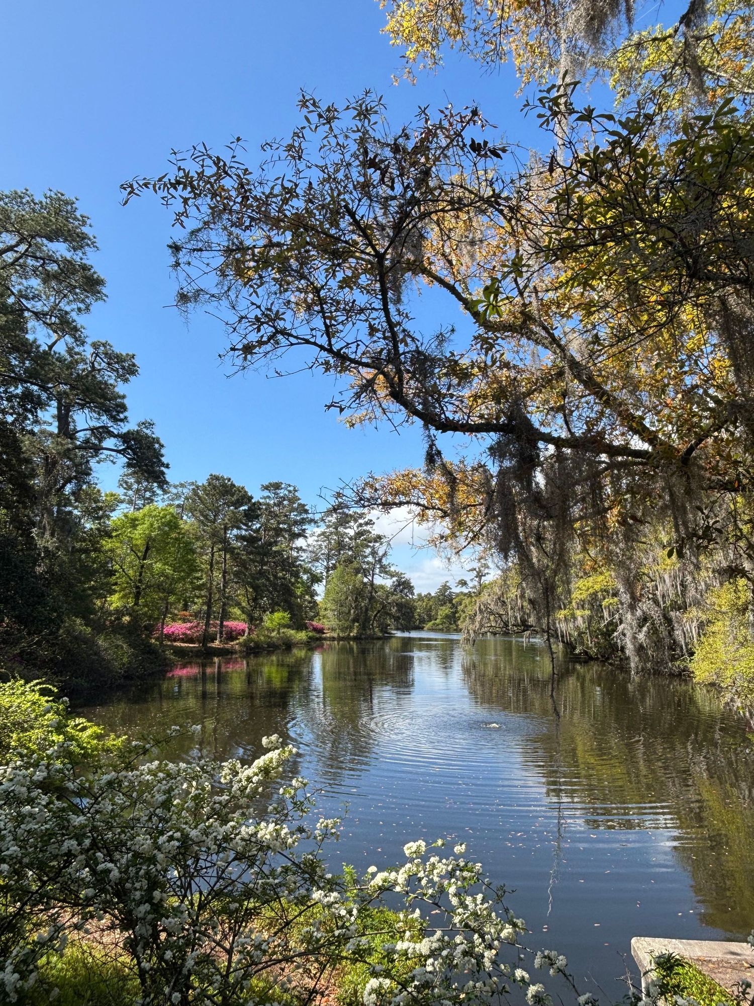 Serene Southern bayou with Spanish moss-draped cypress trees, blooming white flowers, and calm reflective water under a clear blue sky.
