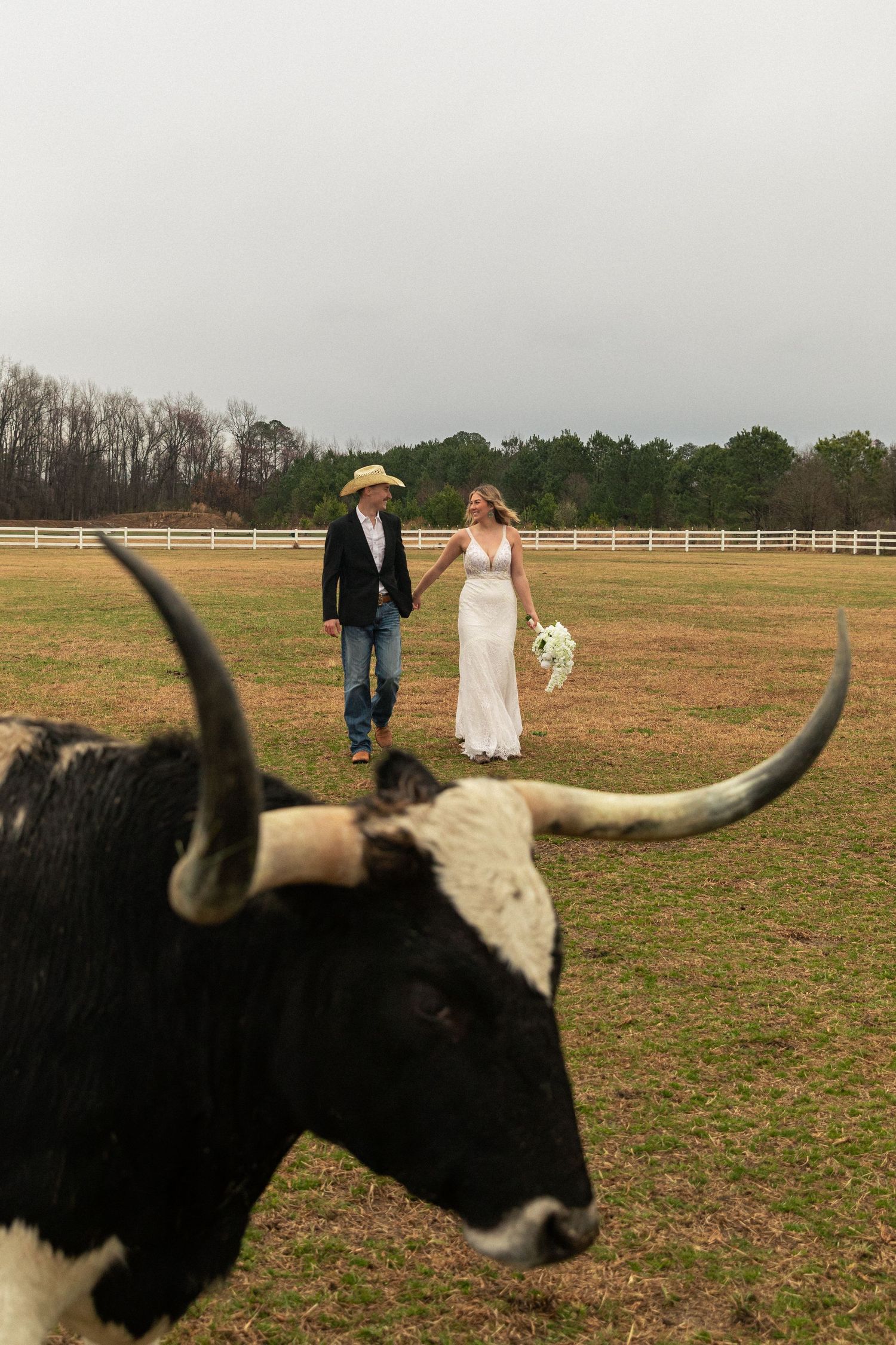 A bride and groom walk hand-in-hand on a farm with a longhorn steer in the foreground on their wedding day.