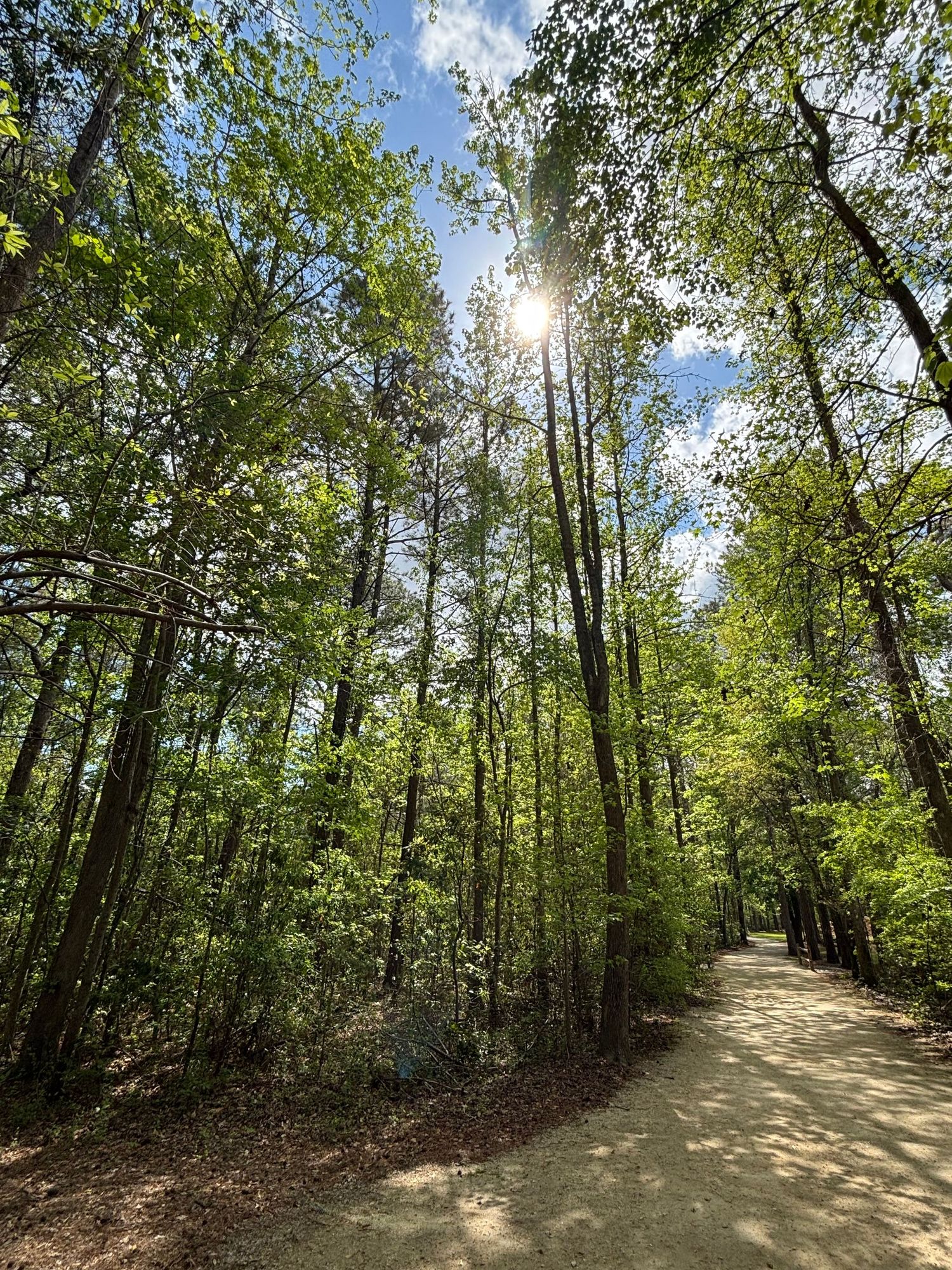 Sunlit forest trail winding through tall green trees with dappled light filtering through lush canopy on a sunny day.