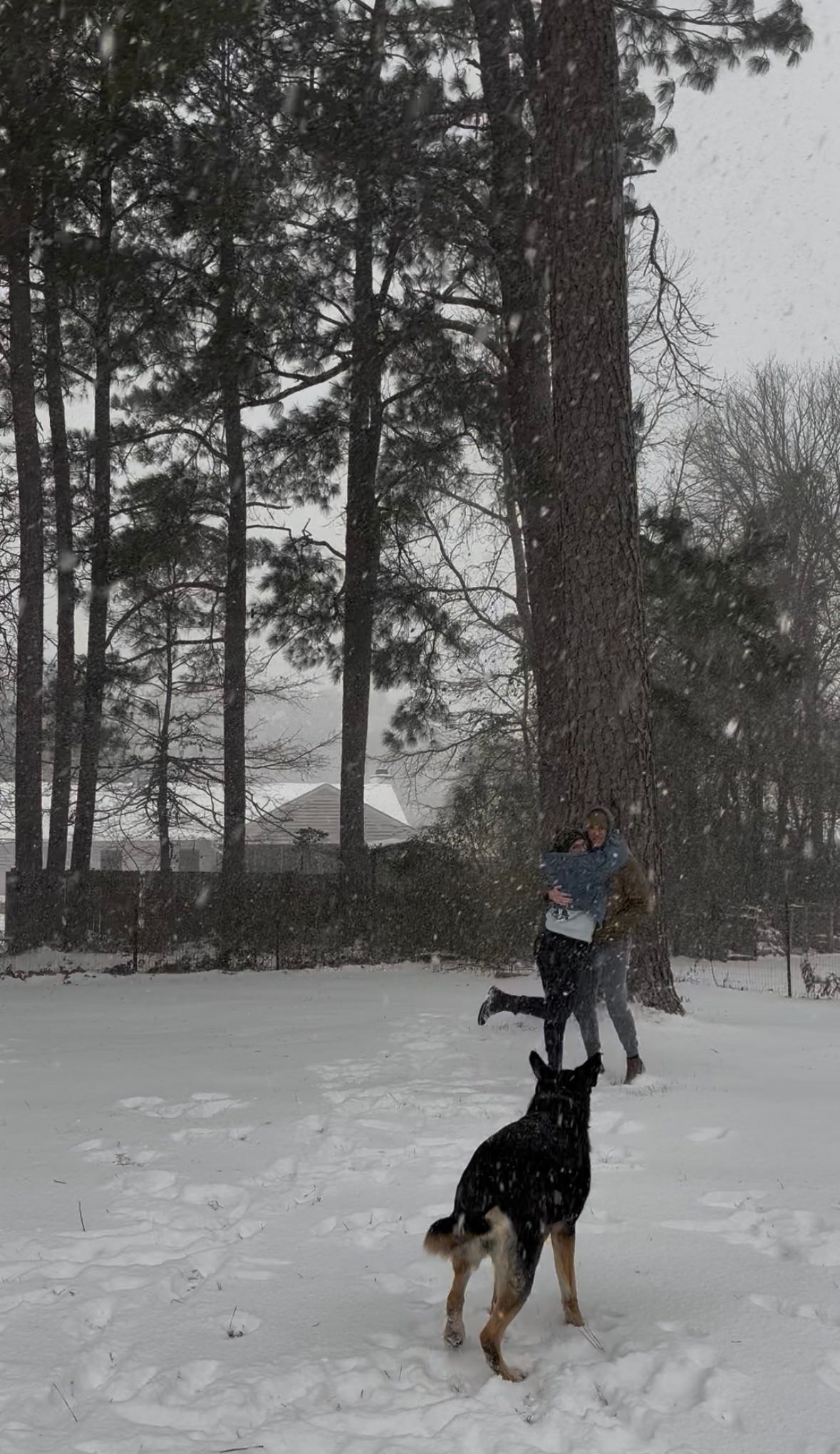 A German Shepherd dog plays in the snow while two people embrace outdoors among tall pine trees during a snowfall.
