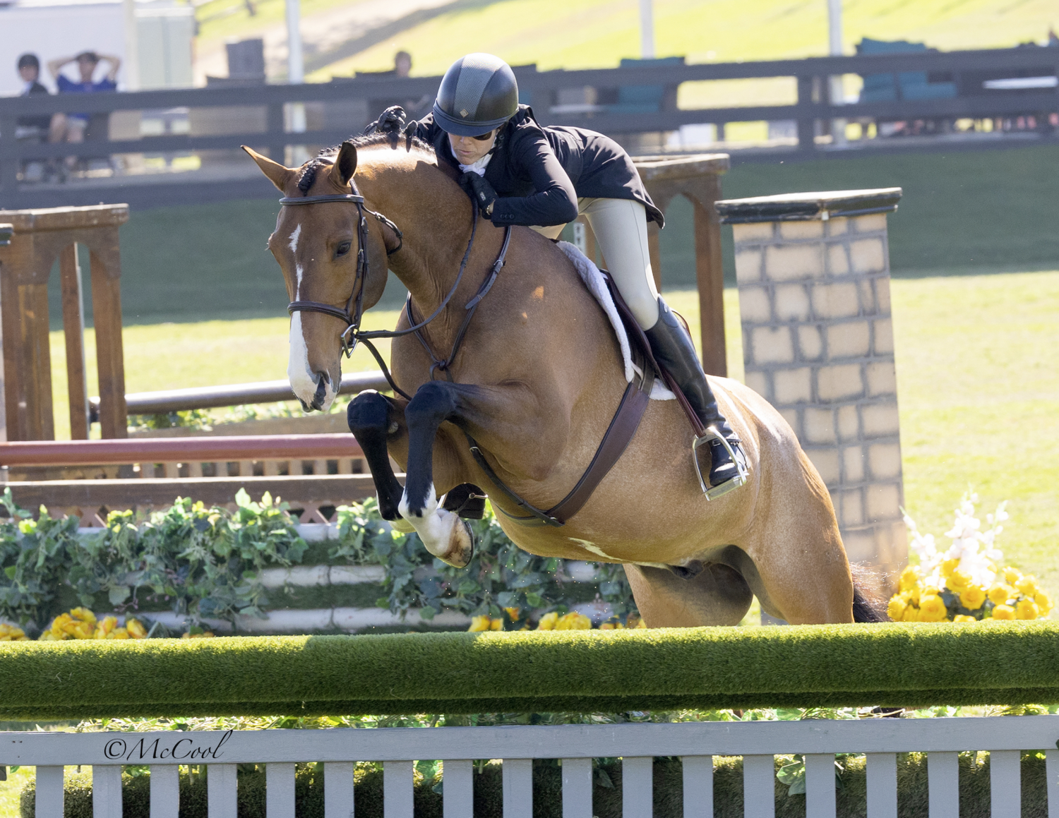 Equestrian rider on buckskin horse jumping over fence at outdoor show jumping competition.