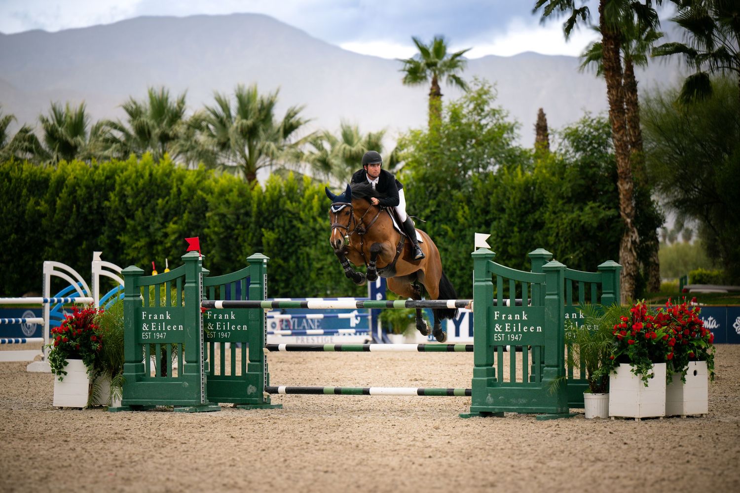 Equestrian rider jumping chestnut horse over green Frank and Eileen branded fence with palm trees behind.