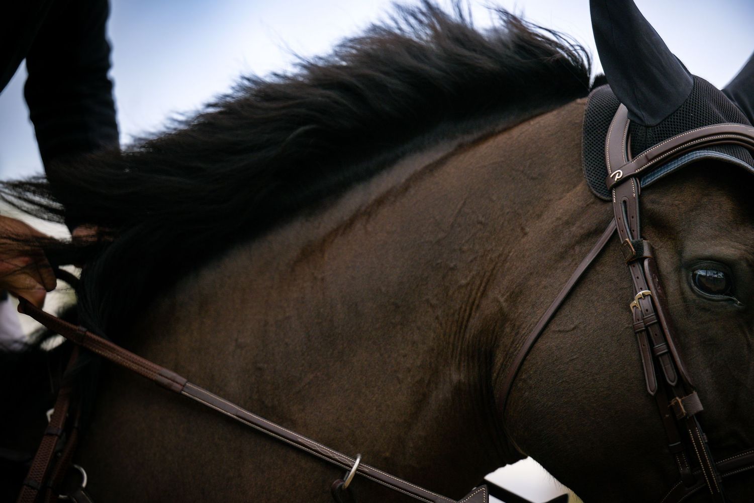 Close-up of dark brown horse wearing leather bridle and fly bonnet with rider visible above.