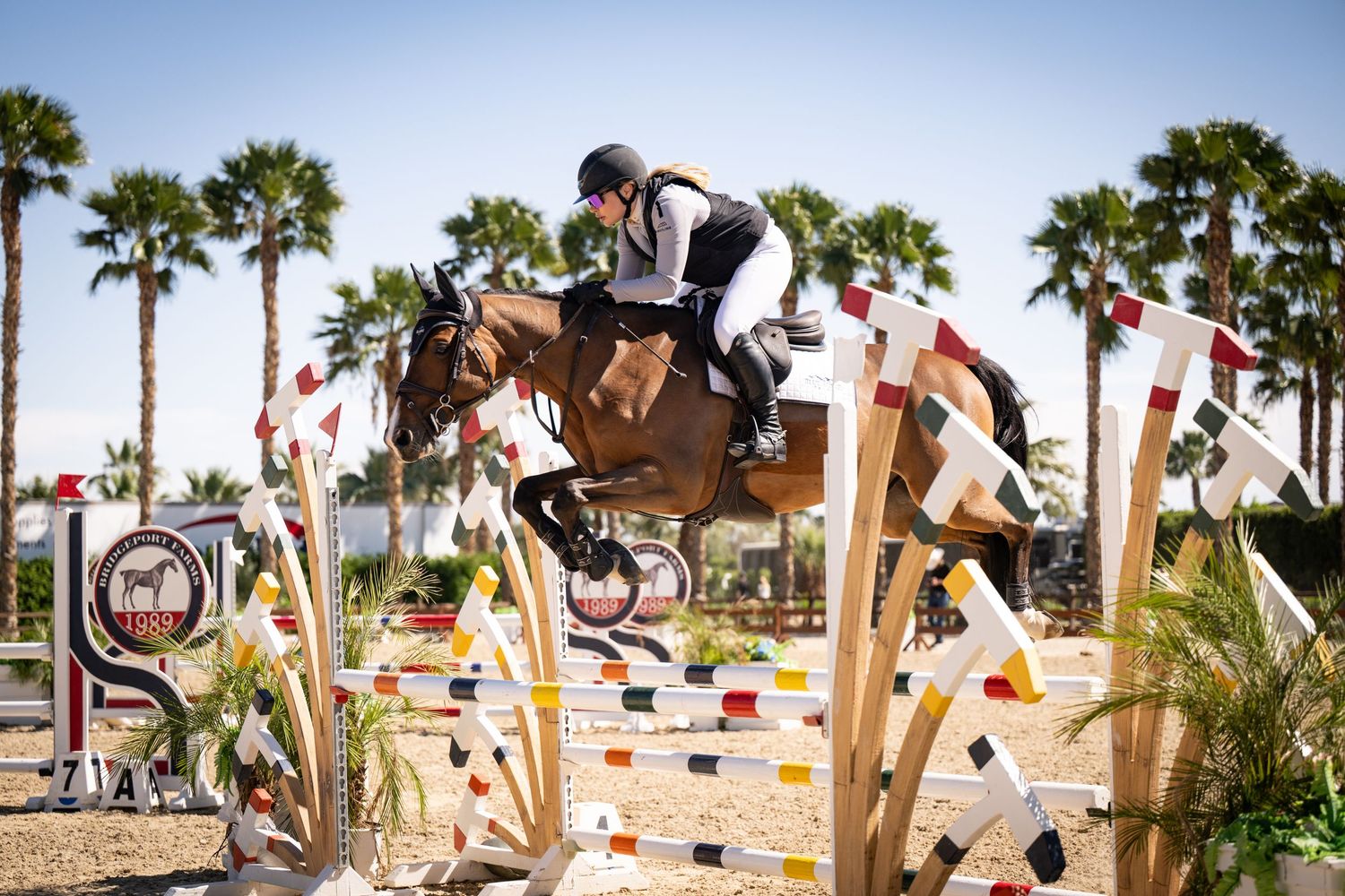 Equestrian rider on bay horse clears colorful jump at outdoor show jumping competition with palms.