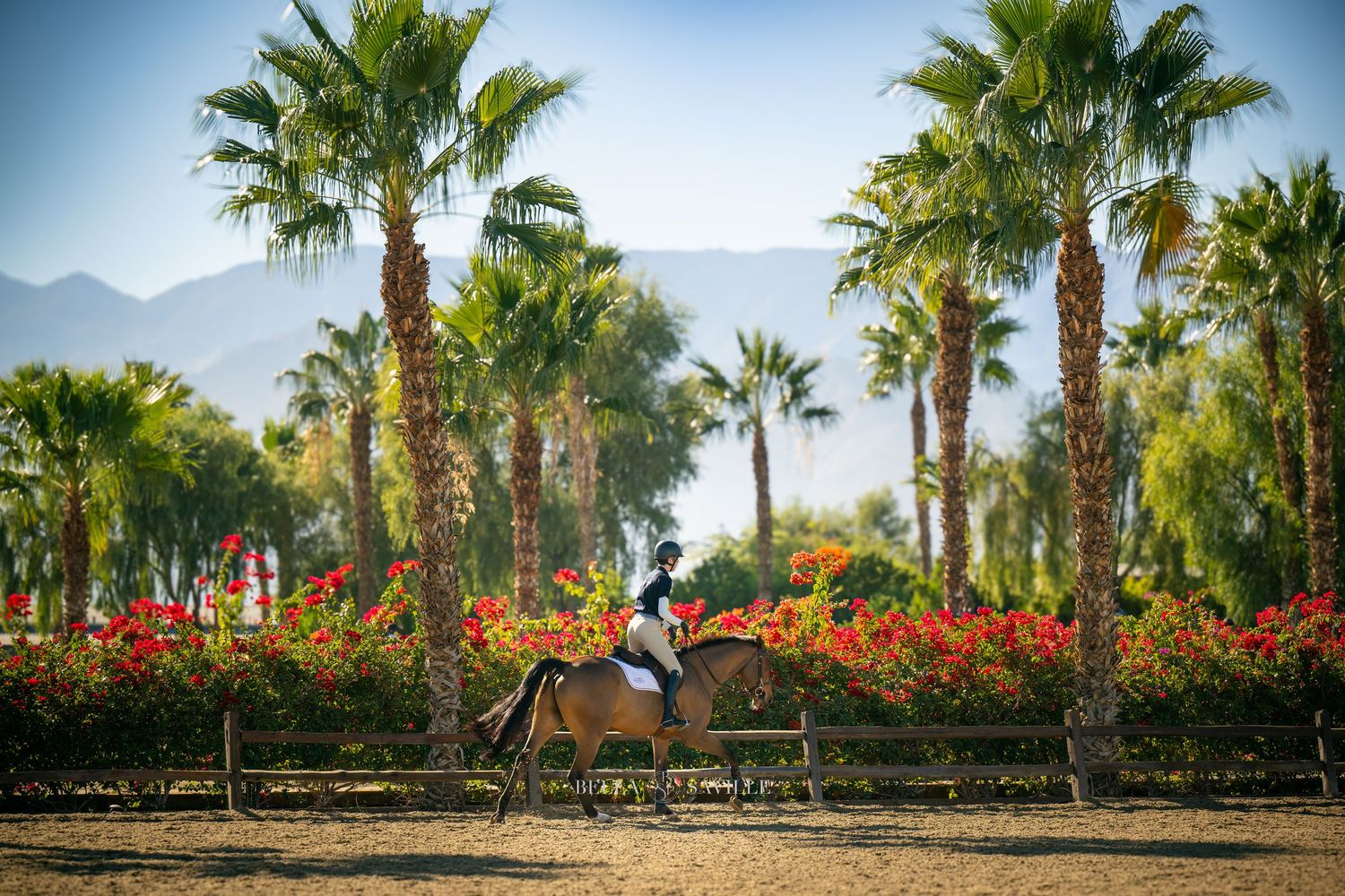 Lone equestrian rider on a buckskin horse surrounded by palm trees and red flowers.