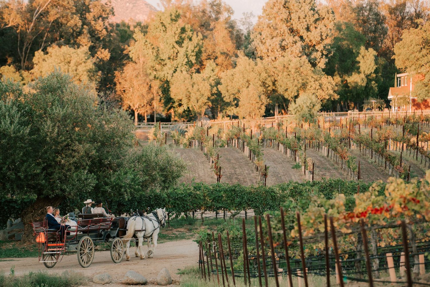 Horse-drawn carriage rides through a scenic vineyard with golden autumn foliage at sunset.