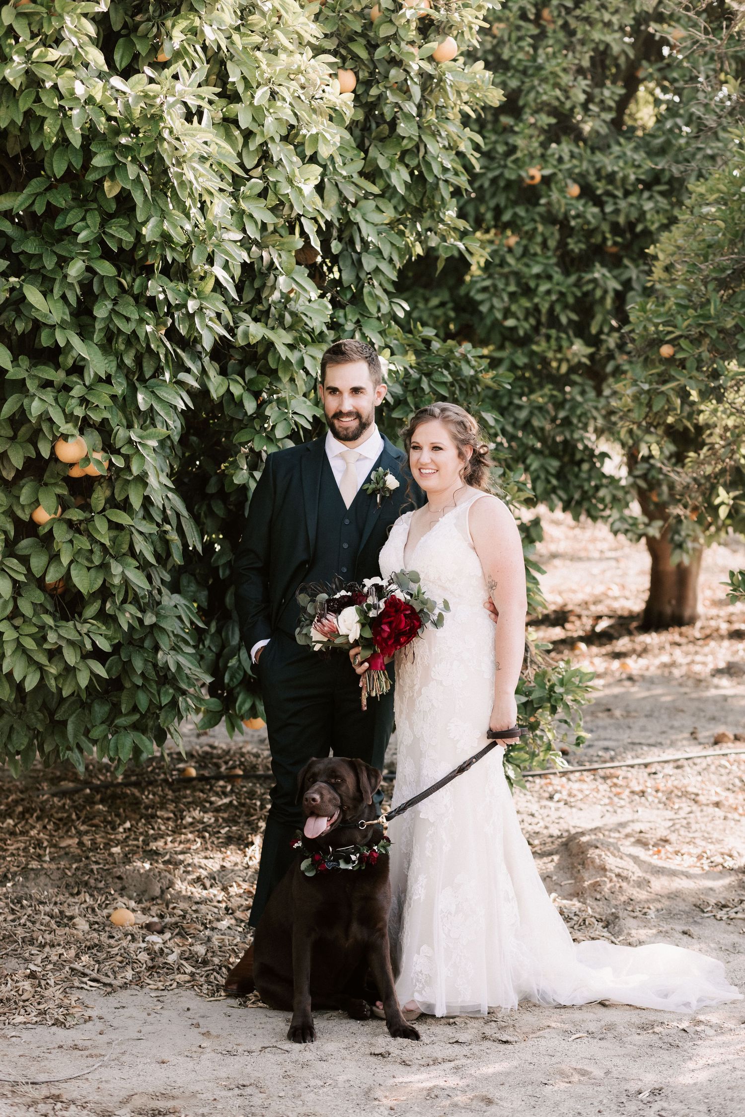 Bride and groom pose with chocolate Labrador in orange grove, bride holding red floral bouquet in lace wedding gown.