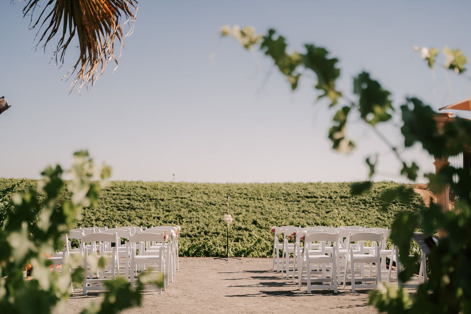 Outdoor wedding ceremony setup with white chairs arranged on sandy ground, lush green hedge backdrop, and palm tree under clear blue sky.