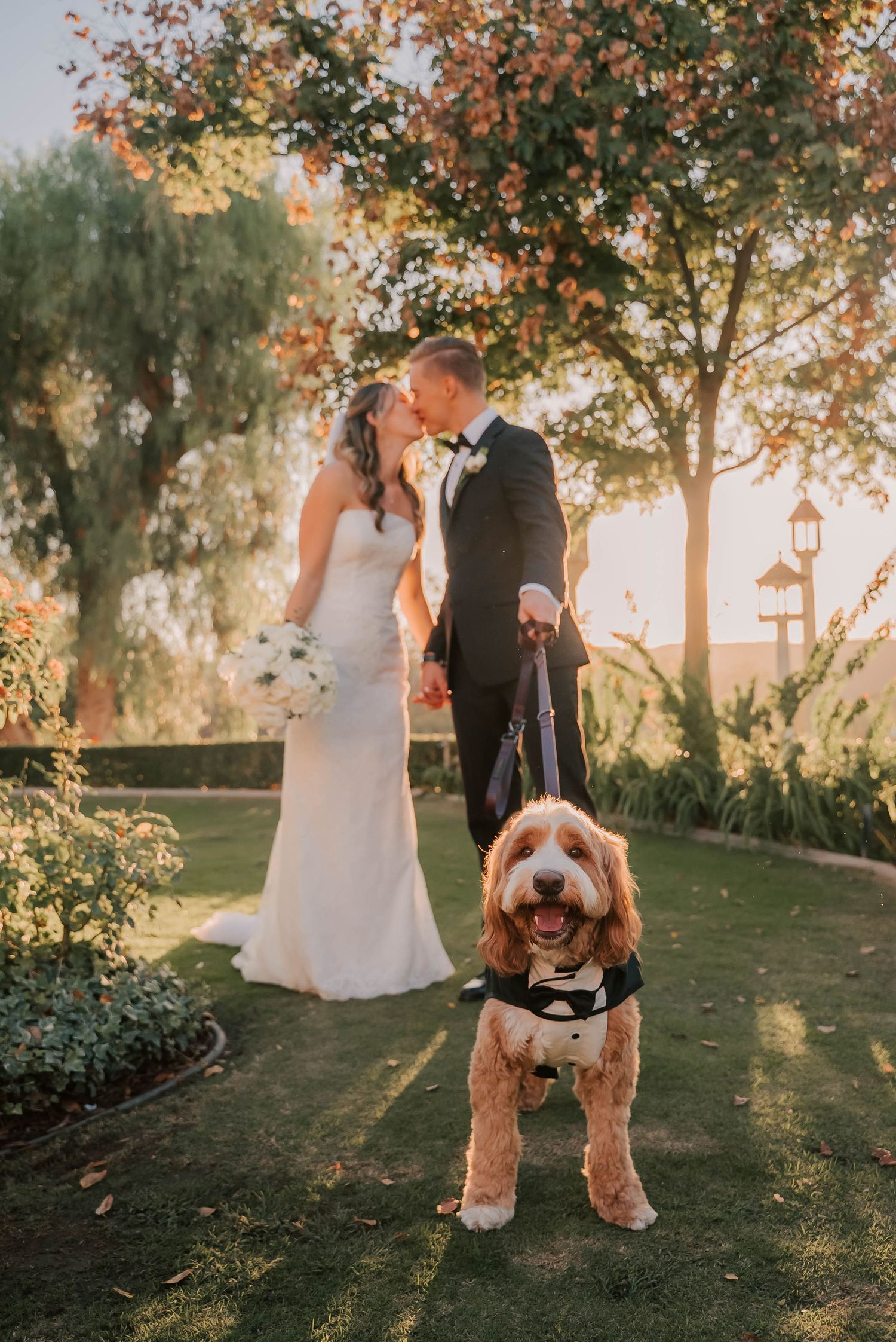 Bride and groom kissing at sunset while their golden doodle dog dressed in a tuxedo poses in the foreground.