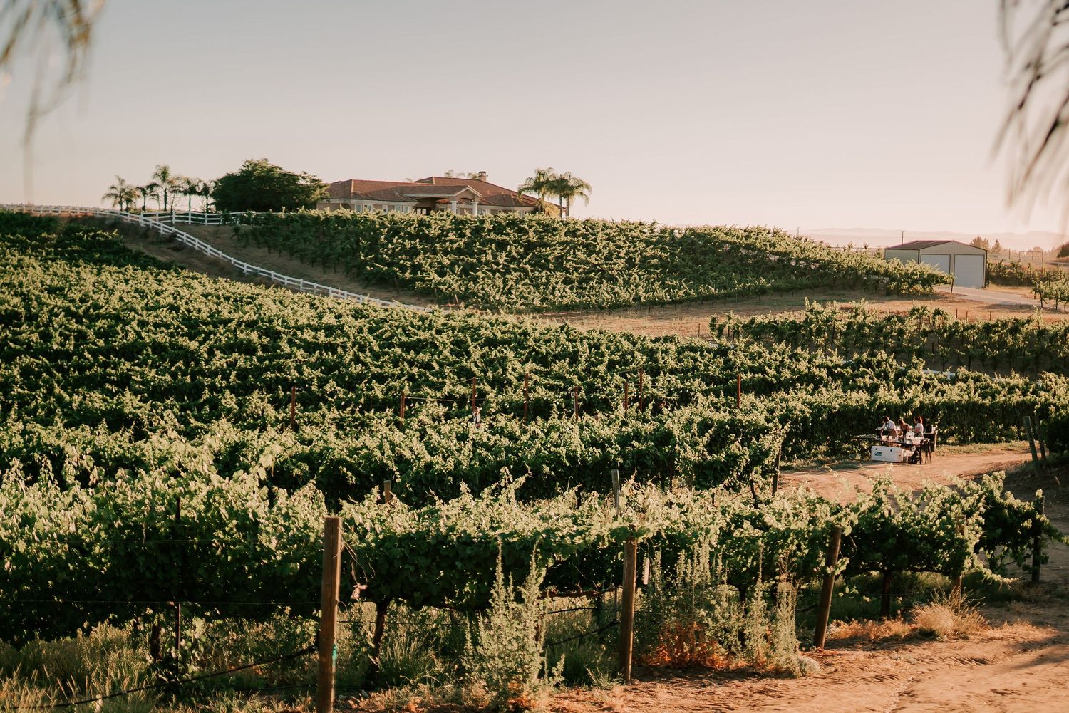 Lush green vineyard rows stretch across a sunlit hillside with a rustic winery estate and palm trees in the background.