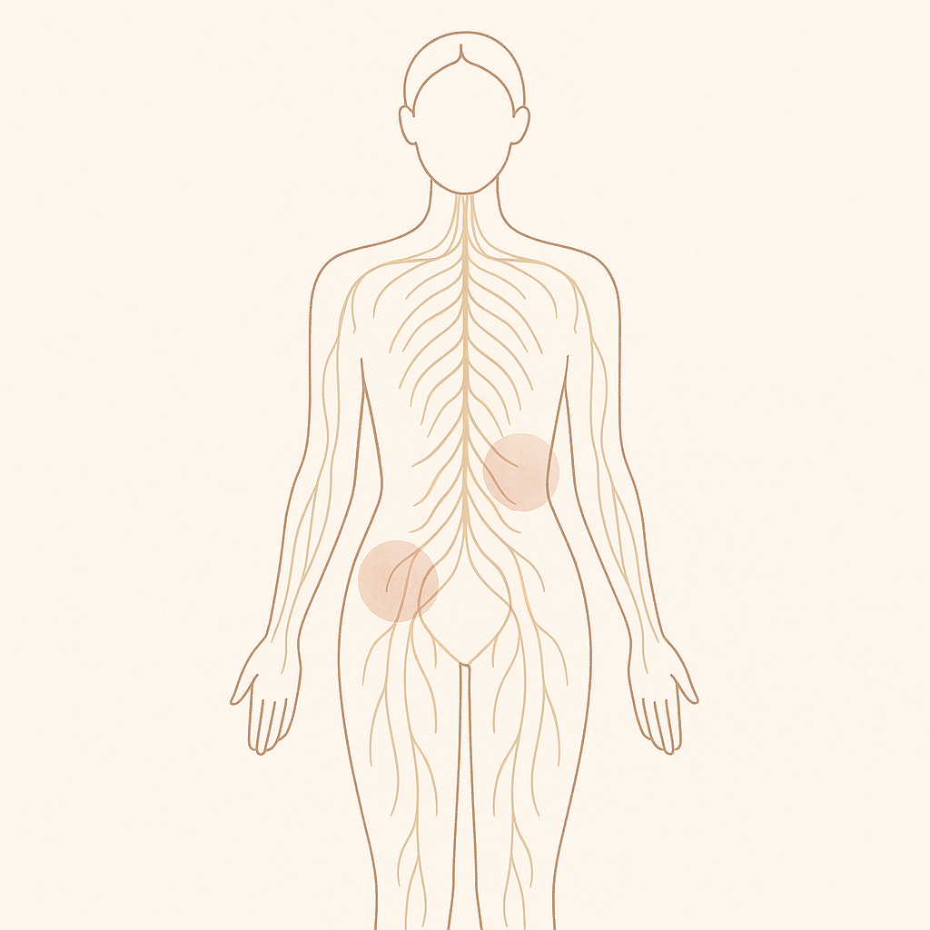 Medical illustration showing anatomical diagrams of the human nervous system in beige tones.