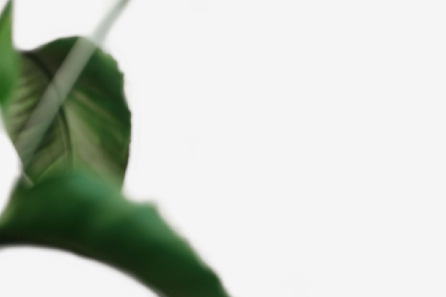 Close-up of green monstera deliciosa leaf against white background.