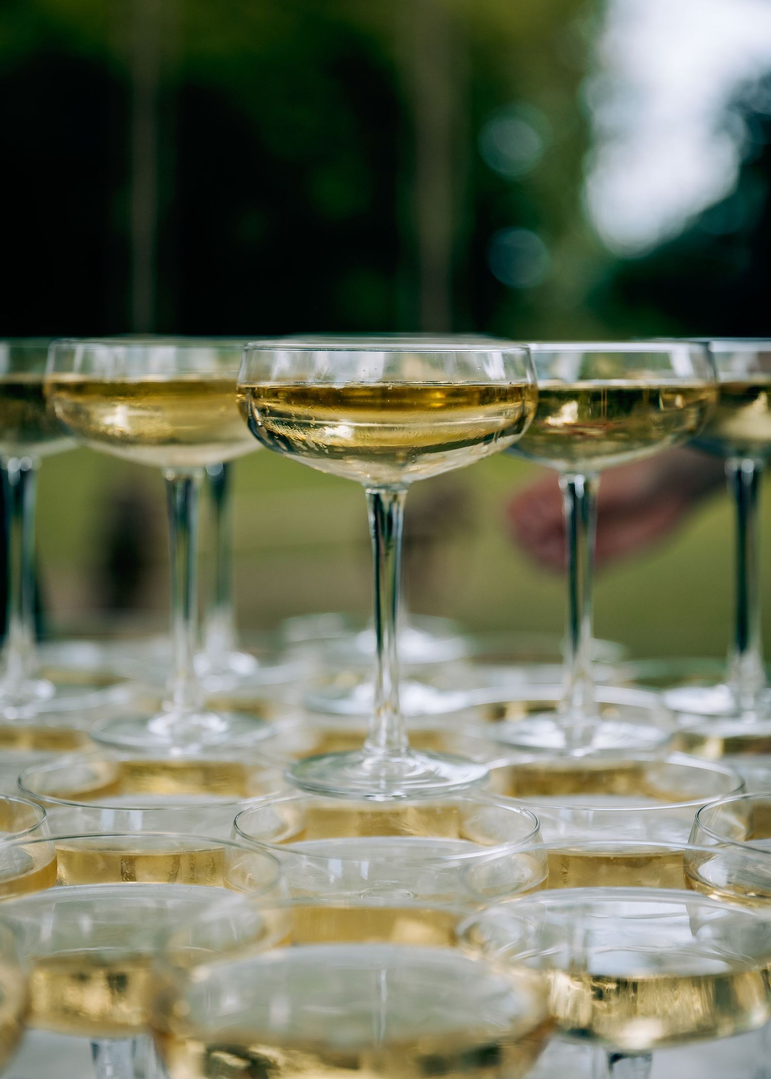 Multiple champagne glasses arranged in elegant rows for a wedding reception celebration.