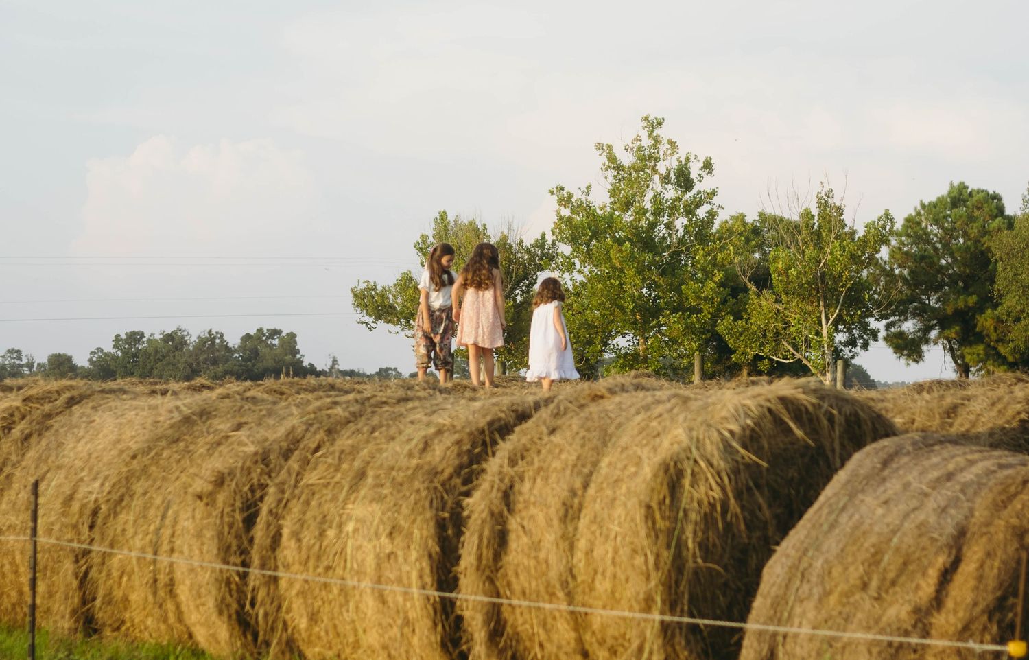 Panoramic view of large round hay bales lined up in a rural field.