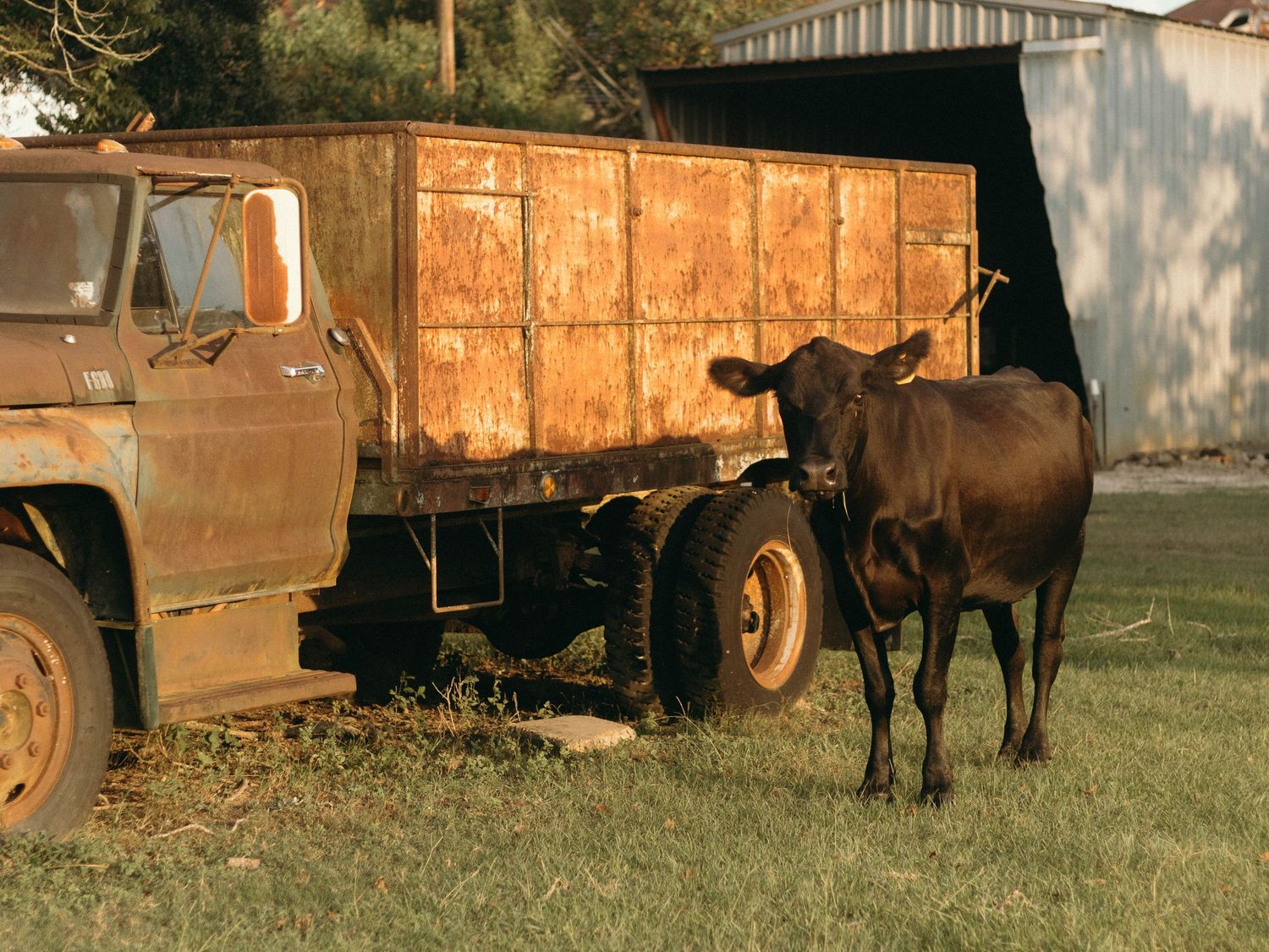 Rustic farm scene with horses and old equipment at sunset.