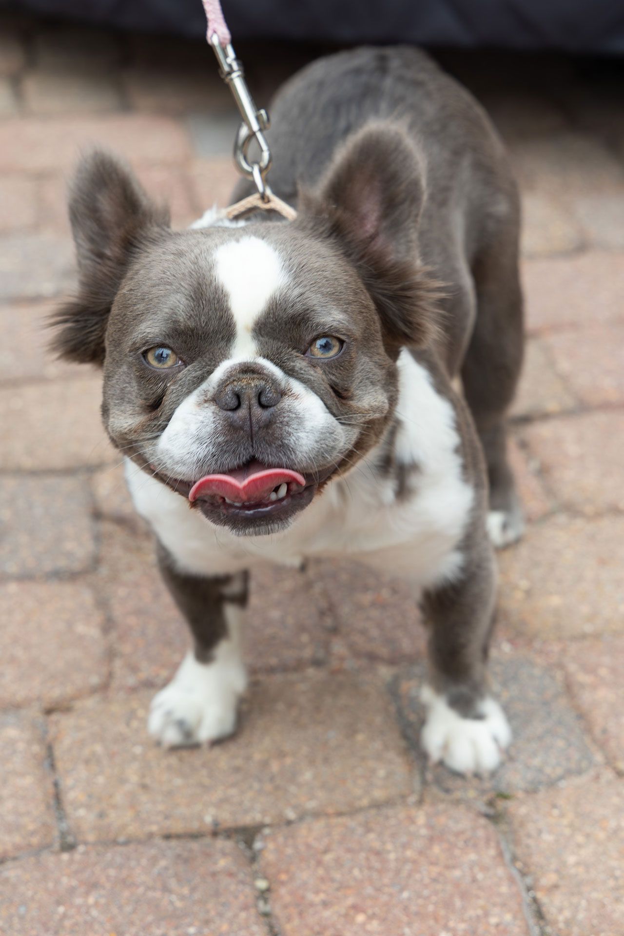 Dog photographer in Parker, Colorado.