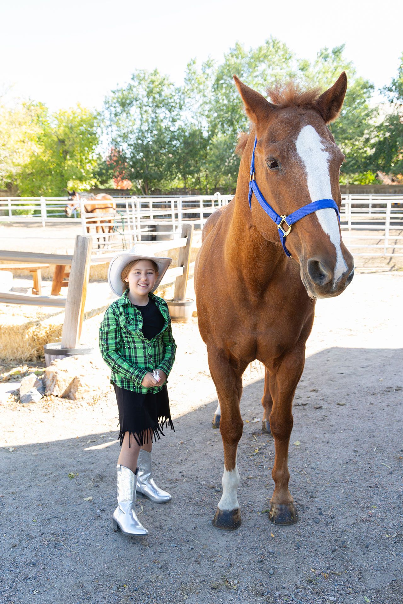Outdoor horse portraits in Littleton, Colorado.