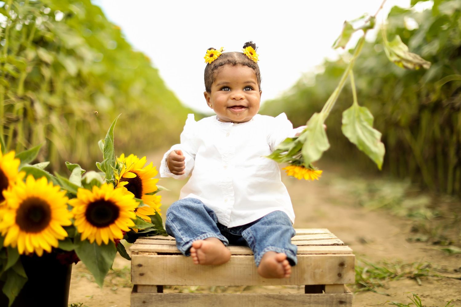 Sunflower field photoshoot with bright yellow flowers and natural greenery.