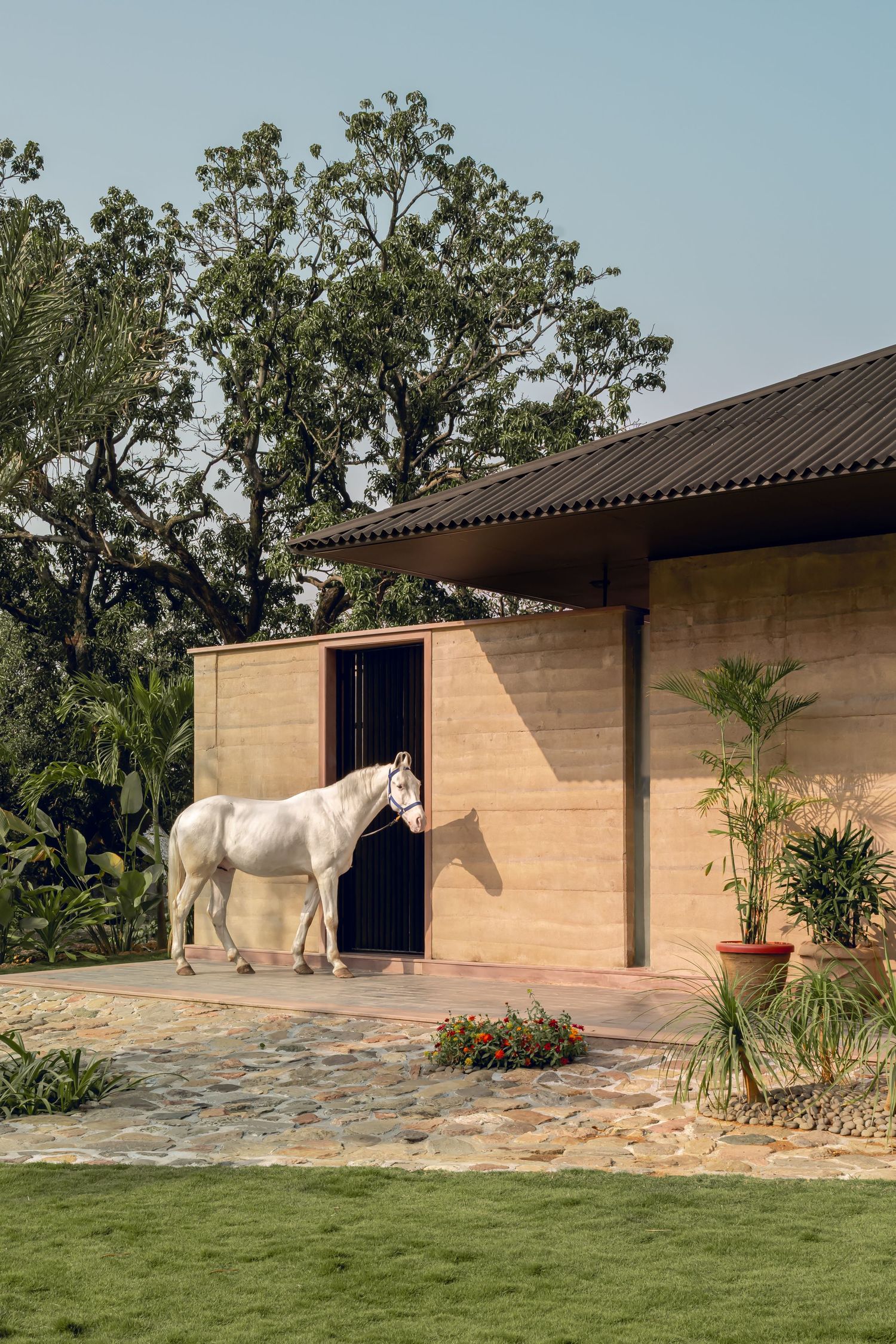 White horse standing at entrance of contemporary rammed earth stable building with corrugated roof.