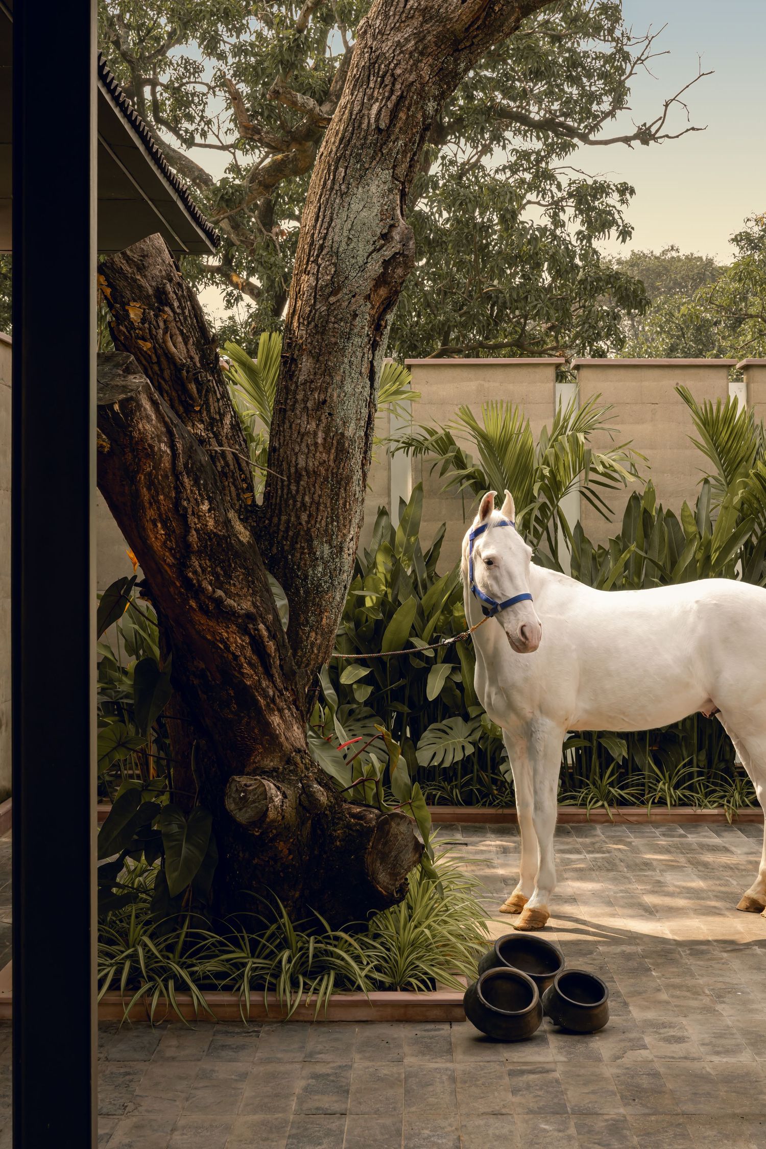 White horse standing beside large tree trunk on stone patio with tropical garden backdrop.