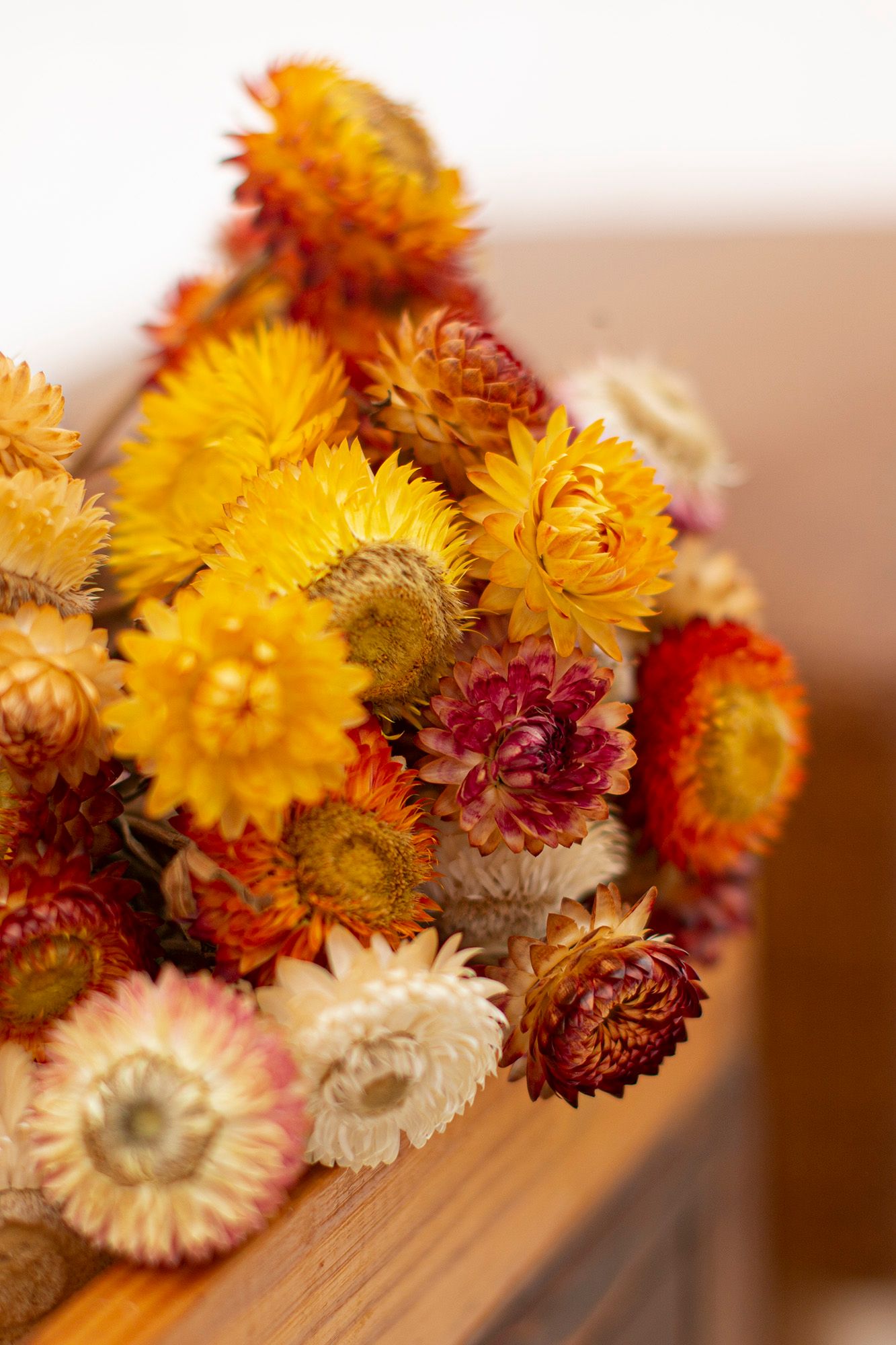 Dried strawflowers in yellow and burgundy colors displayed on a wooden surface.