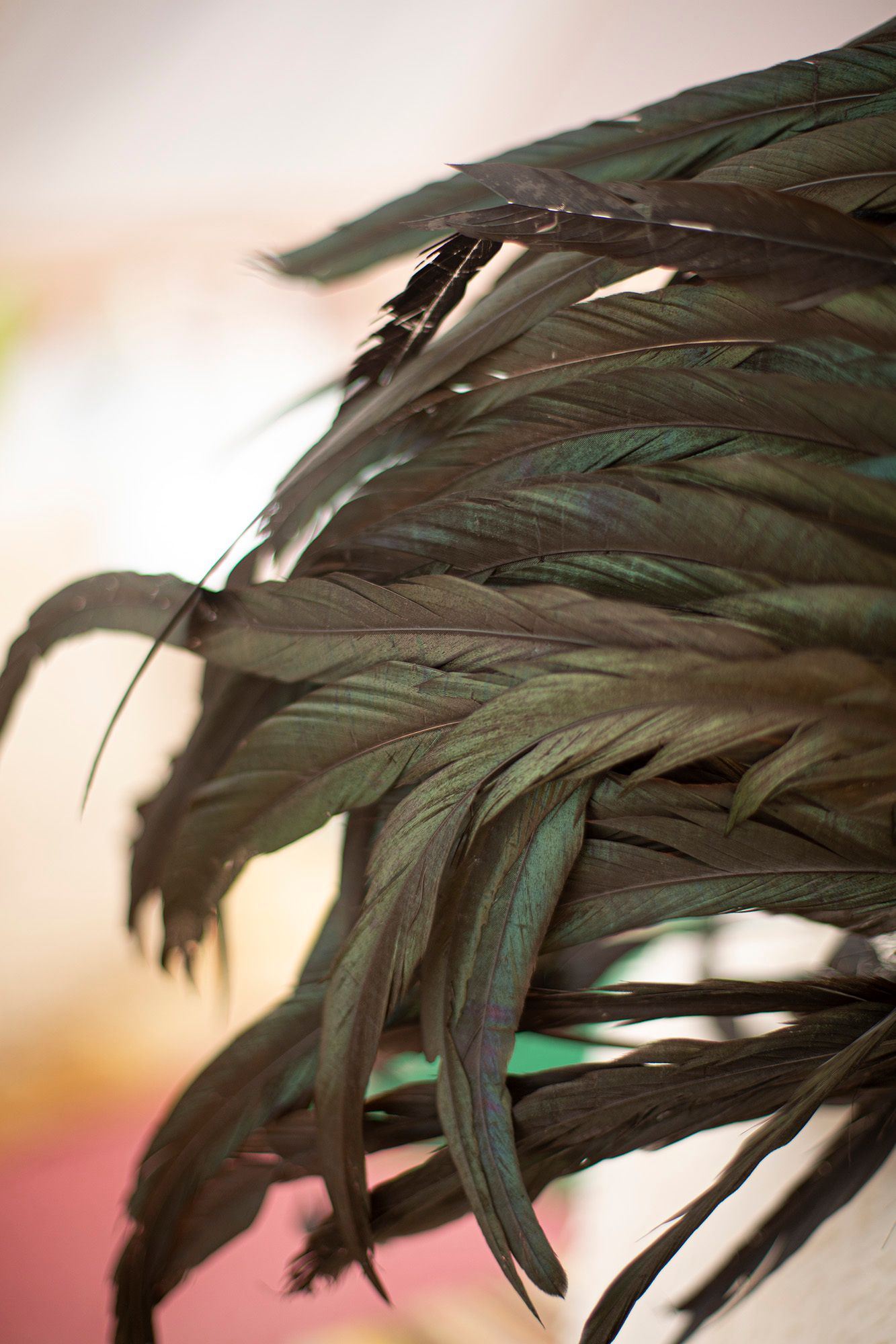 Close-up view of black feathers arranged in an artistic pattern against a blurred background.