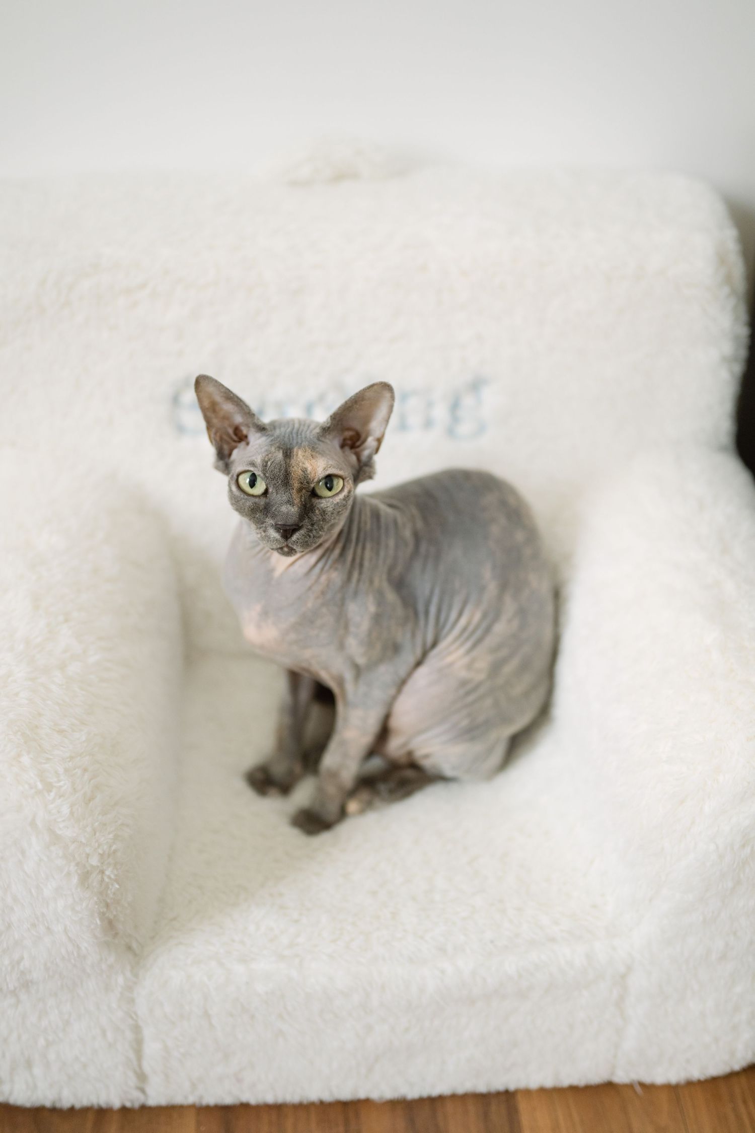 A gray Sphynx cat sitting on a plush white chair looking directly at the camera.