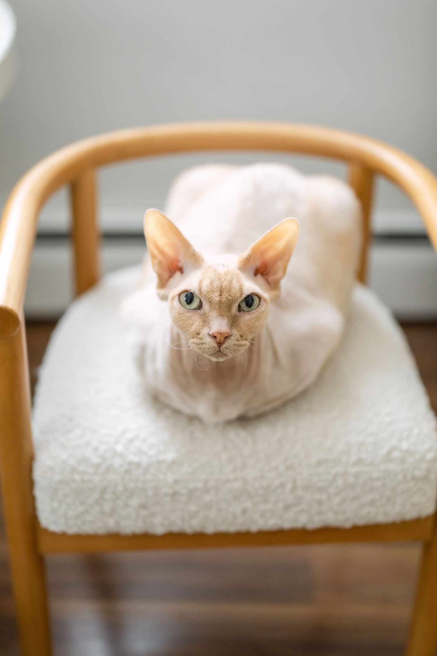 A hairless cat with striking eyes resting on a cushioned wooden chair.