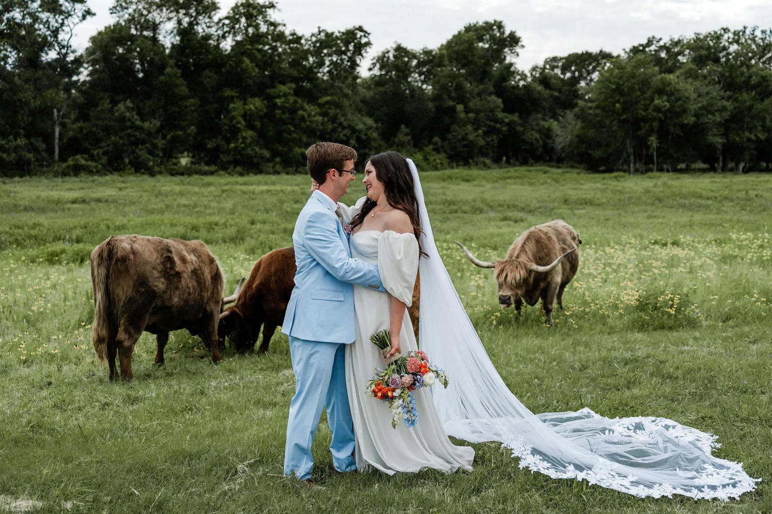 Romantic wedding portraits taken in a field with Highland cattle grazing in the background.