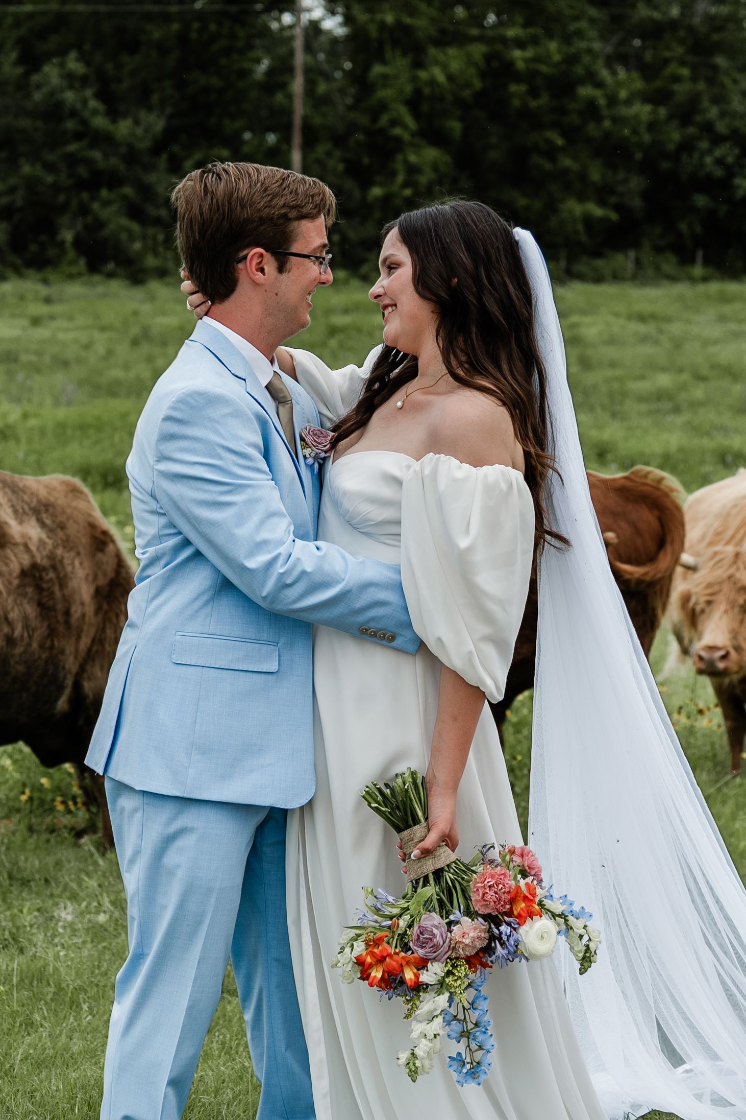 Intimate wedding portraits captured in a pastoral setting with Highland cattle in the background.