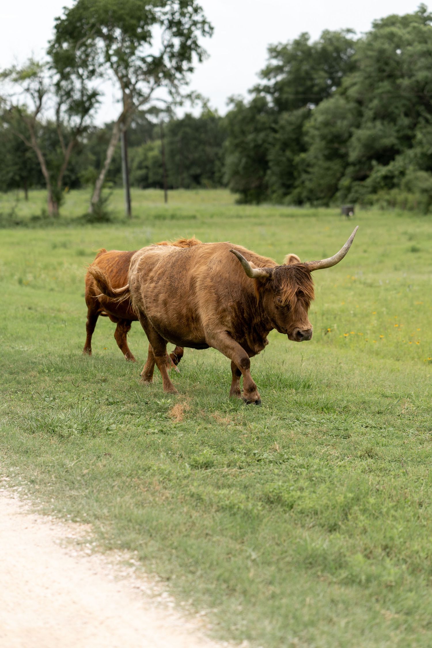 Highland cattle walking along a dirt path in a grassy field on a sunny day.