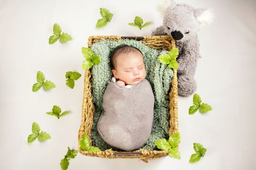 Newborn baby swaddled in gray wrap sleeping in wicker basket with green leaves and koala stuffed animal.