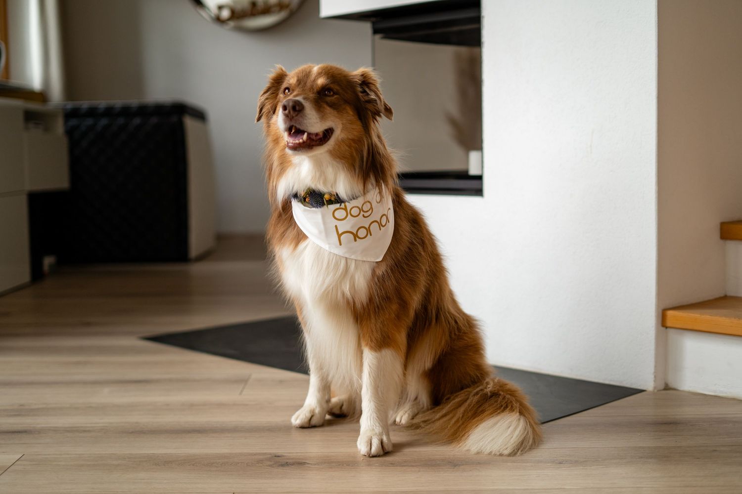 Happy Australian Shepherd dog wearing a dog bandana sitting on hardwood floor indoors.