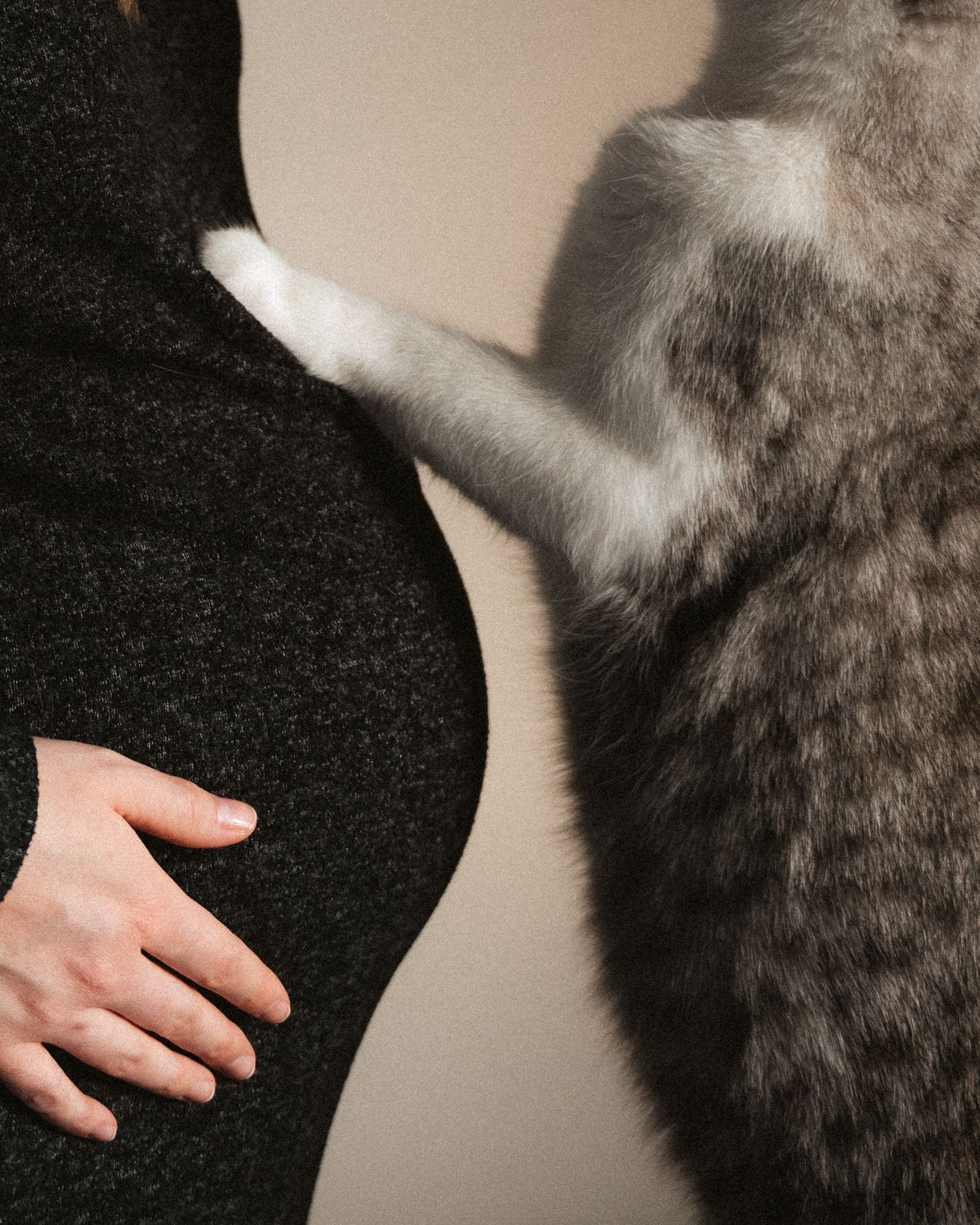 Gray cat rubbing against pregnant woman's baby bump in close-up shot.