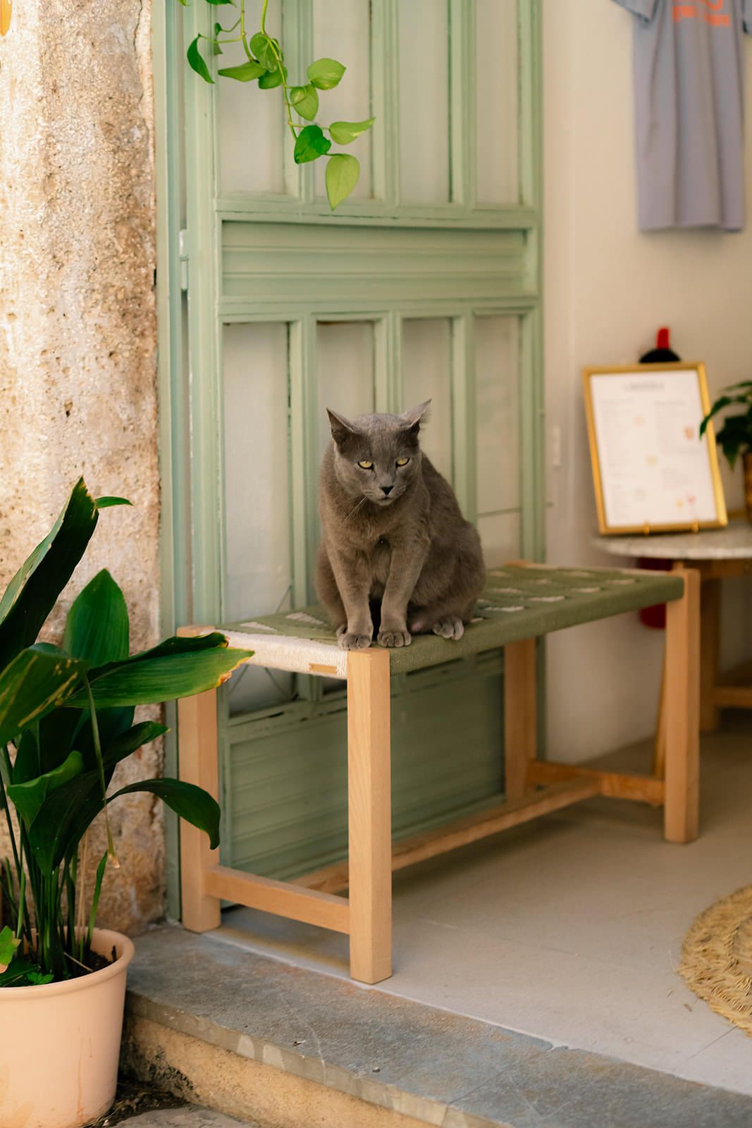 Grey cat resting on a wooden bench next to green doors and indoor plants.