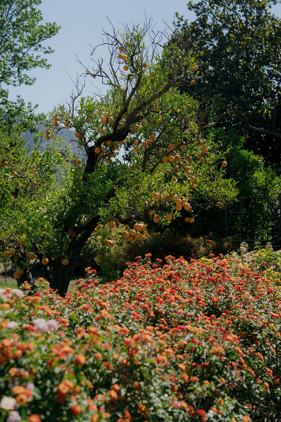 Vibrant rose garden blooms with pink and red flowers against lush green foliage on a sunny day.