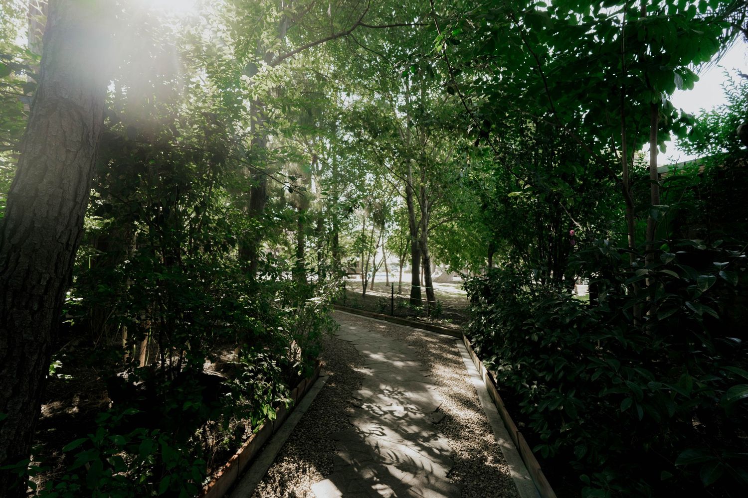 Sunlit forest pathway with dappled light filtering through dense green foliage.