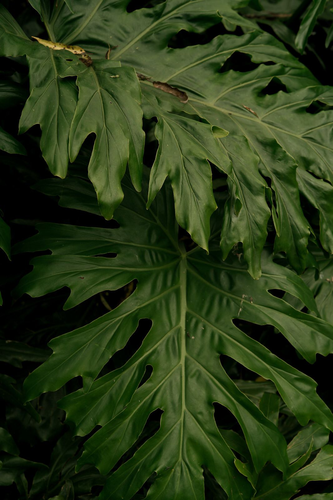 Close-up of large green monstera deliciosa leaves in dark lighting.