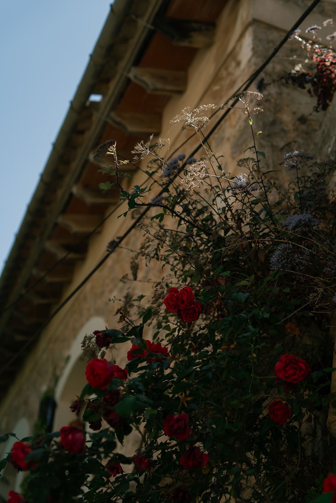 Red roses climbing up an old stone building facade with rustic architectural details.