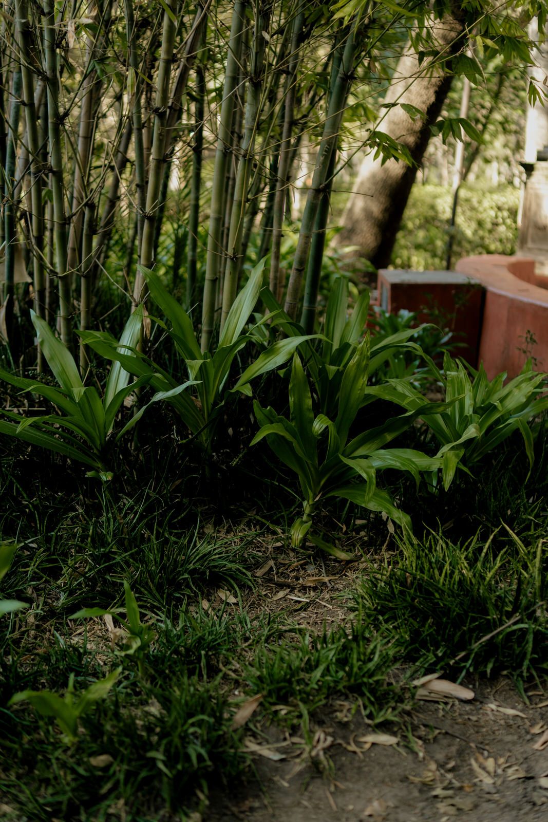 Lush green bamboo garden with tropical plants and stone wall.