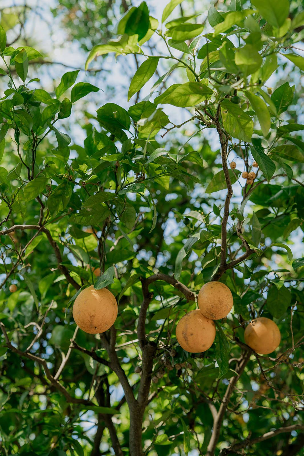 Orange citrus fruits growing on green leafy branches against a bright blue sky.