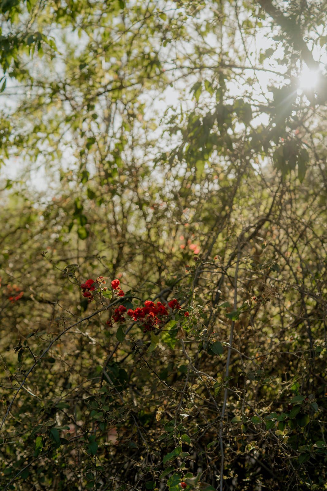 Sunlight filters through branches with red flowers creating a dreamy garden atmosphere.
