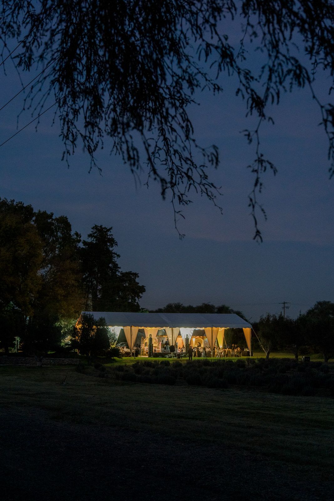 Illuminated white wedding tent glowing at dusk with willow tree branches in foreground.