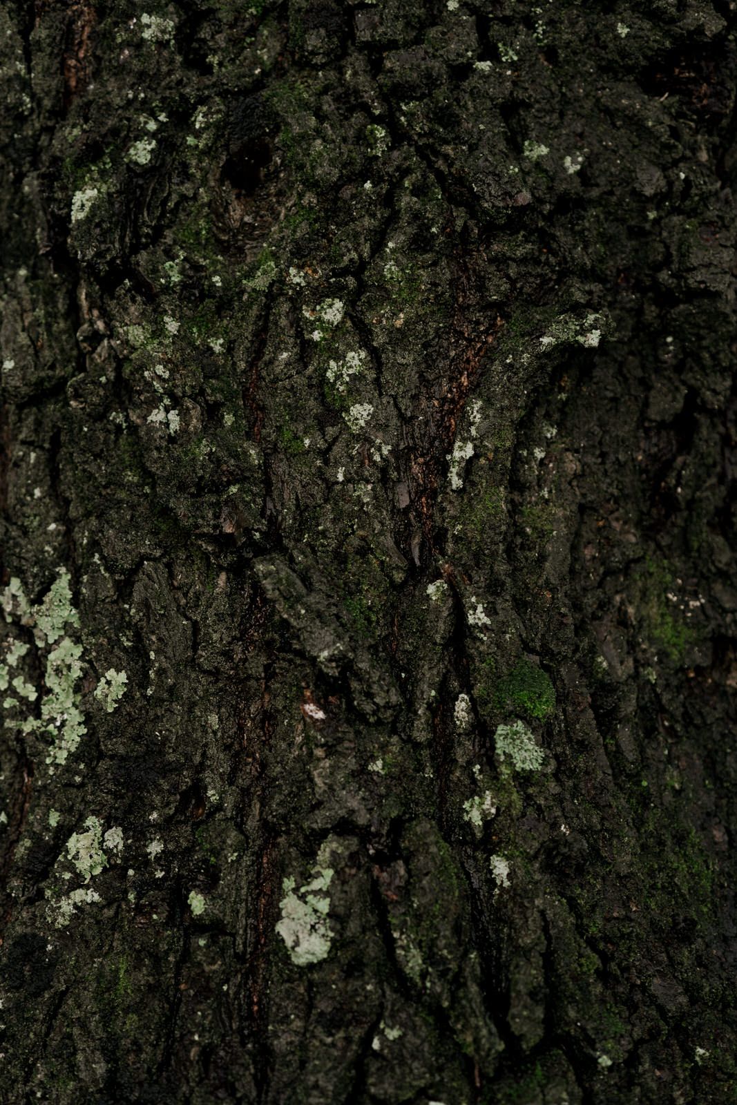 Dark textured tree bark with patches of moss and lichen creating natural patterns.