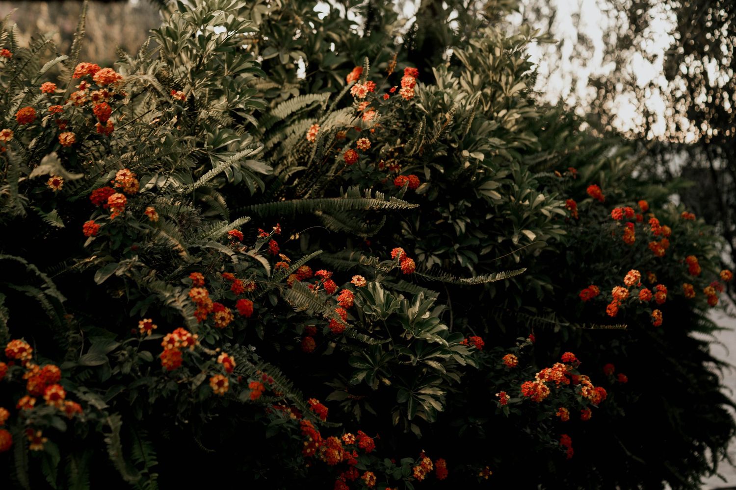 Lush garden with vibrant orange flowers and green foliage.