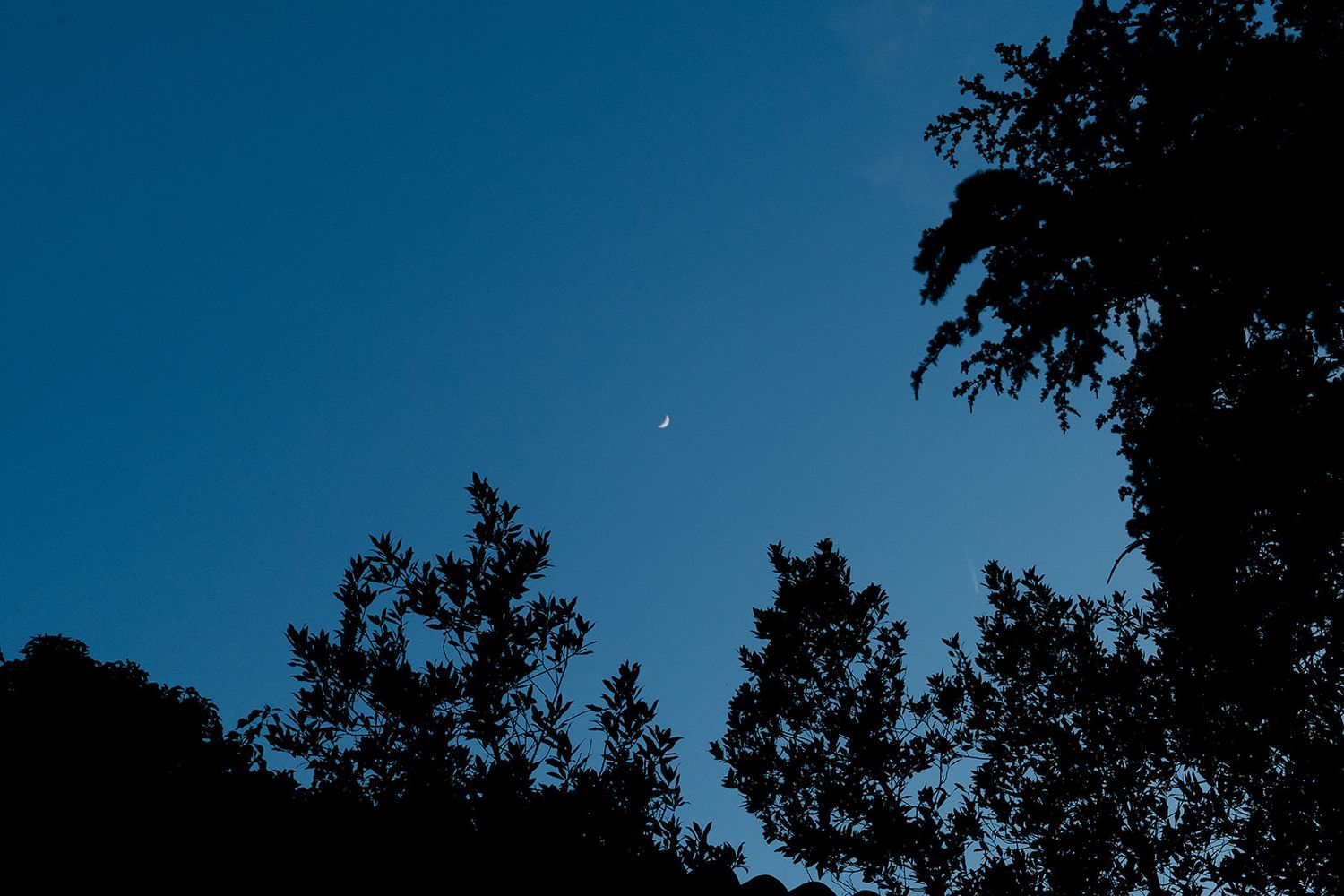 Silhouette of tree branches against a deep blue twilight sky with a crescent moon visible.