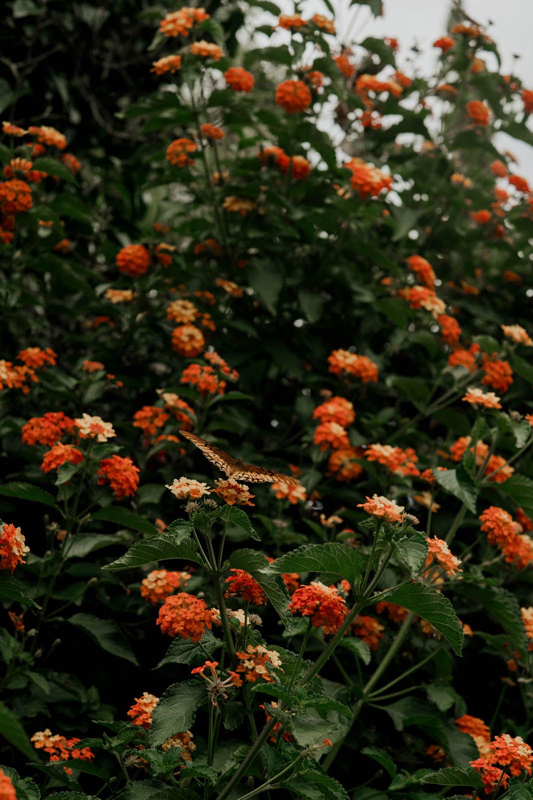 Close-up of orange lantana flowers blooming in lush green garden.