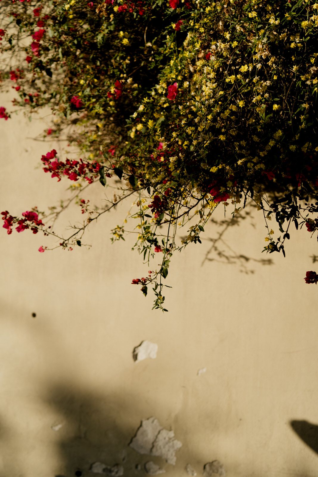 Red and yellow flowering vines cascade against cream colored colonial wall.
